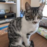 7月13日のひたちなか店に参加するネコスぺ事務局の保護猫13