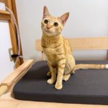 7月13日のひたちなか店に参加するネコスぺ事務局の保護猫14