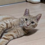 7月13日のひたちなか店に参加するネコスぺ事務局の保護猫15