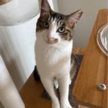 7月13日のひたちなか店に参加するネコスぺ事務局の保護猫16