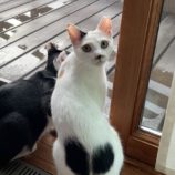 7月13日のひたちなか店に参加するネコスぺ事務局の保護猫17