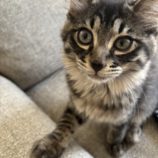 7月13日のひたちなか店に参加するネコスぺ事務局の保護猫19