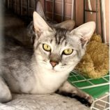 7月13日のひたちなか店に参加するネコスぺ事務局の保護猫22