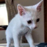 7月13日のひたちなか店に参加するネコスぺ事務局の保護猫23