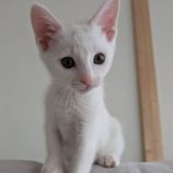 7月13日のひたちなか店に参加するネコスぺ事務局の保護猫24