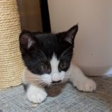 7月13日のひたちなか店に参加するネコスぺ事務局の保護猫25