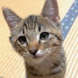 7月13日のひたちなか店に参加するネコスぺ事務局の保護猫26