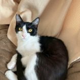 7月13日のひたちなか店に参加するネコスぺ事務局の保護猫27