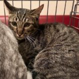 7月13日のひたちなか店に参加するネコスぺ事務局の保護猫28