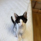 7月6日の君津店に参加する猫レンジャーの保護猫01