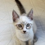 7月6日の君津店に参加する猫レンジャーの保護猫03