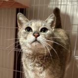 7月6日の君津店に参加する猫レンジャーの保護猫04