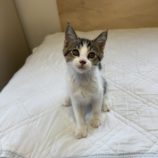 7月6日の君津店に参加する猫レンジャーの保護猫05