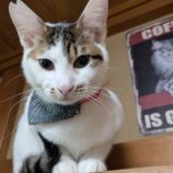 7月6日の君津店に参加する猫レンジャーの保護猫08