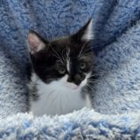 7月6日の君津店に参加する猫レンジャーの保護猫09