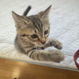 7月6日の君津店に参加する猫レンジャーの保護猫11