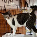 7月6日の君津店に参加する猫レンジャーの保護猫12