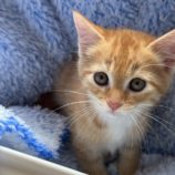 7月6日の君津店に参加する猫レンジャーの保護猫13