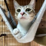 7月6日の君津店に参加する猫レンジャーの保護猫14