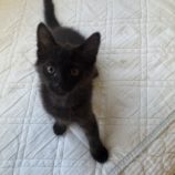 7月6日の君津店に参加する猫レンジャーの保護猫16