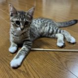 7月6日の君津店に参加する猫レンジャーの保護猫17