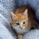 7月6日の君津店に参加する猫レンジャーの保護猫18