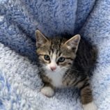 7月6日の君津店に参加する猫レンジャーの保護猫19