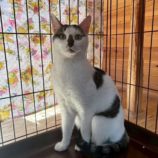 7月6日の君津店に参加する猫レンジャーの保護猫21