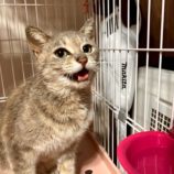 8月3日の君津店に参加する猫レンジャーの保護猫04