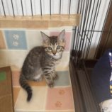 8月3日の君津店に参加する猫レンジャーの保護猫05