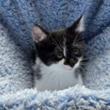 8月3日の君津店に参加する猫レンジャーの保護猫12