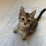 8月3日の君津店に参加する猫レンジャーの保護猫14