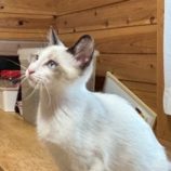 8月3日の君津店に参加する猫レンジャーの保護猫16