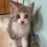 8月3日の君津店に参加する猫レンジャーの保護猫17