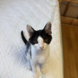 8月3日の君津店に参加する猫レンジャーの保護猫19