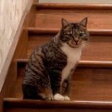 8月3日の君津店に参加する猫レンジャーの保護猫20