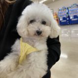 7月6日の瑞穂店に参加するDogFamの保護犬01