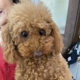 7月6日の瑞穂店に参加するDogFamの保護犬02