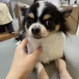 7月6日の瑞穂店に参加するDogFamの保護犬03