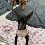 7月6日の瑞穂店に参加するDogFamの保護犬04