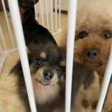 7月6日の瑞穂店に参加するDogFamの保護犬05