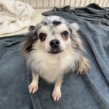 7月6日の瑞穂店に参加するDogFamの保護犬06