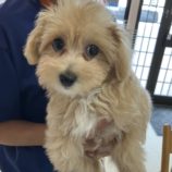 8月3日の瑞穂店に参加するDogfamの保護犬01