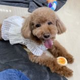8月3日の瑞穂店に参加するDogfamの保護犬03