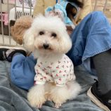 8月3日の瑞穂店に参加するDogfamの保護犬04