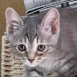 7月13日の新田店に参加する猫のへやの保護猫03