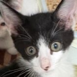 7月13日の新田店に参加する猫のへやの保護猫04