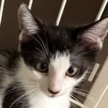 7月13日の新田店に参加する猫のへやの保護猫05