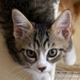 7月13日の新田店に参加する猫のへやの保護猫07