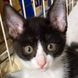 7月13日の新田店に参加する猫のへやの保護猫08